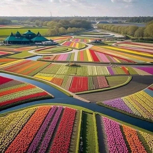 echoesofworld's tweet photo. tulip gardens, Netherlands https://t.co/FY4JSdnlLu