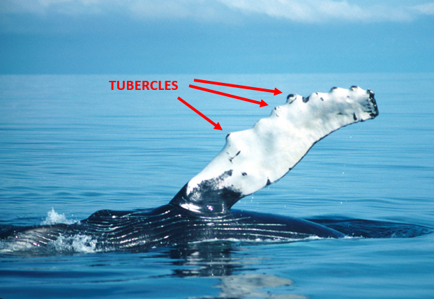 DustinWalper's tweet photo. Humpback whale flipper? TUBERCLES.

Ship propeller? ALSO TUBERCLES.

Humpback whales use tubercles on their flippers to execute extreme feeding maneuvers without stalling.

They work by generating small vortices that prevent flow separation at high angles of attack.

Tubercle Assisted Propulsors based on this concept have been shown to reduce efficiency-killing cavitation by up to 50%, improving thrust coefficient by up to 10%.

They're not mainstream yet - scientists didn't even realize this was the purpose of tubercles until a 1995 paper on the subject - but as of 2026 are undergoing sea trials for the first time.

Yet one more crazy biomimetic concept becoming real in the age of powerful CFD simulation and additive manufacturing!