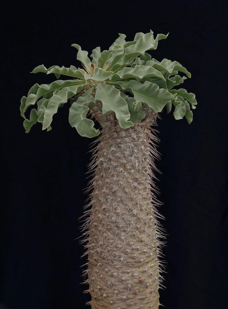 exoticaesoteric's tweet photo. #raresucculents #rareplants
Half-man (Pachypodium namaquanum). Northwest Cape Province and southern Nambia. 

Image: ©Exotica Esoterica LLC and Jay Vannini 2026. https://t.co/vFllJA8Wrs