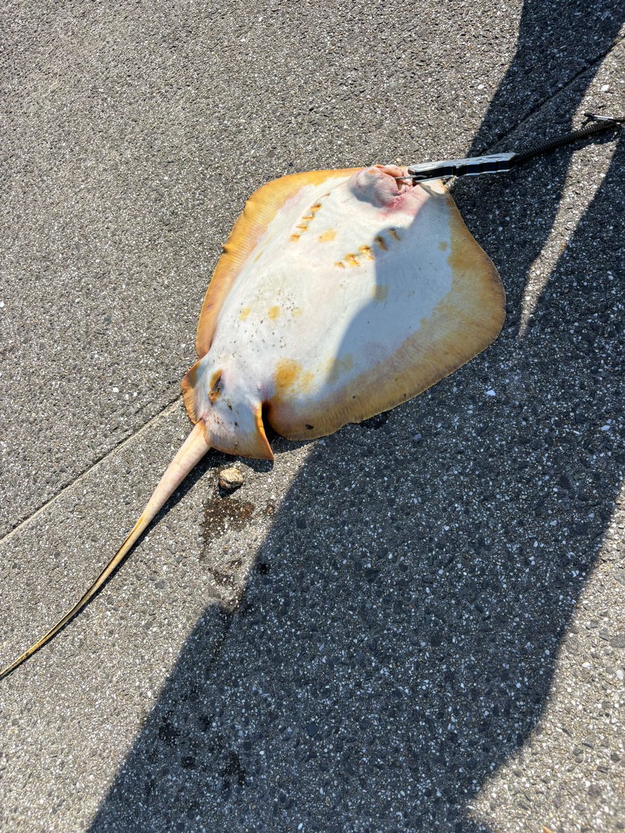 abcdefg_heven's tweet photo. 昨日エイを息子と釣り上げたんだけど
上げたらぽこぽこ赤ちゃん産んだんだよね。
私、あんな出産だったからもう罪悪感が一杯でいっぱいで😭
お唐揚げにしていただきました。 https://t.co/S6aQVaButg