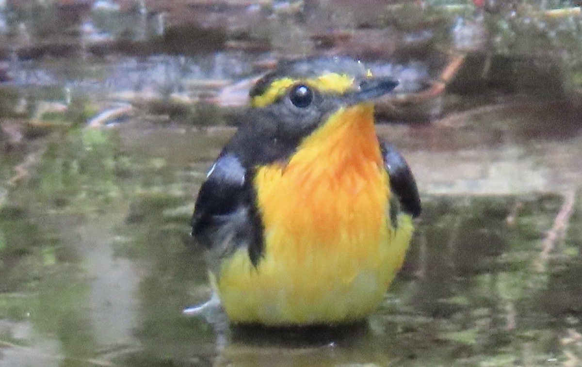 shususuika's tweet photo. 野鳥　コサメビタキとキビタキ🐥 https://t.co/kjsPWyuRu1