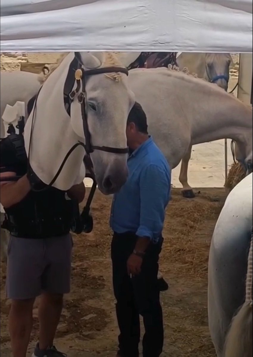 TangledUpdates's tweet photo. 🚨🐴 | First look at Maximus the horse on the set of the live action ‘TANGLED'.

He will be a combination of a real horse, a puppet, and cgi.

What are your thoughts on his design? https://t.co/MI13o9fubm