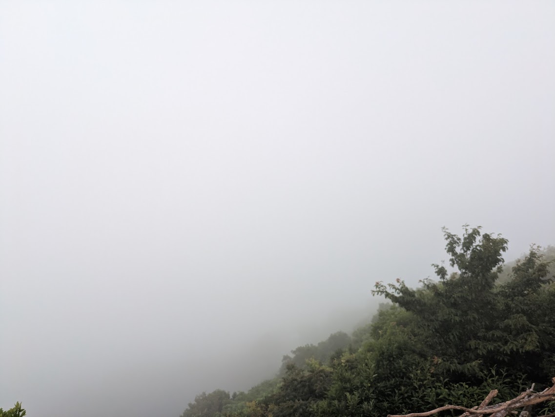 tadanomomen's tweet photo. 山散歩終了⛰
山頂、霧が濃くて景色が何も見えなかった。
キノコが所々に生えてる🍄
知識なしなのでスルー。 https://t.co/D4KyV1JOaQ