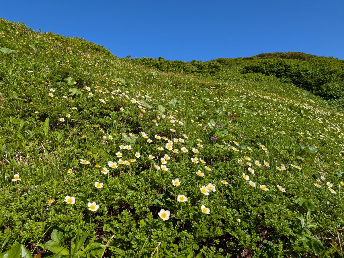 Mee3510's tweet photo. 花盛りの秋田駒ヶ岳🌼 https://t.co/TMcplSCSPf