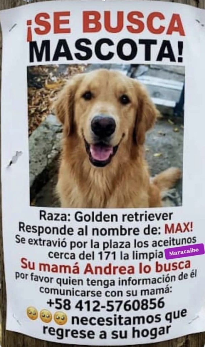 caraquistas's tweet photo. ⚠️ BÚSQUEDA DE MASCOTA — #Maracaibo
Se busca a "Max", un Golden Retriever perdido por la zona de la Plaza Los Aceitunos, cerca del 171 La Limpia. Su familia lo busca con urgencia.
📲 Contacto: +58 412-5760856 (Andrea)
Favor difundir para que regrese a casa.
#TerremotoVenezuela #MascotasVenezuela #Zulia #Caraquistas