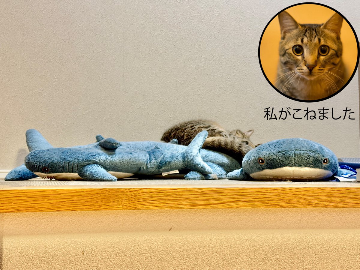 yonasawa's tweet photo. これはこねてジンベエザメになったｻﾒﾁｬﾝと、
ジンベエザメの生産者 https://t.co/yeJ2TYbjfN