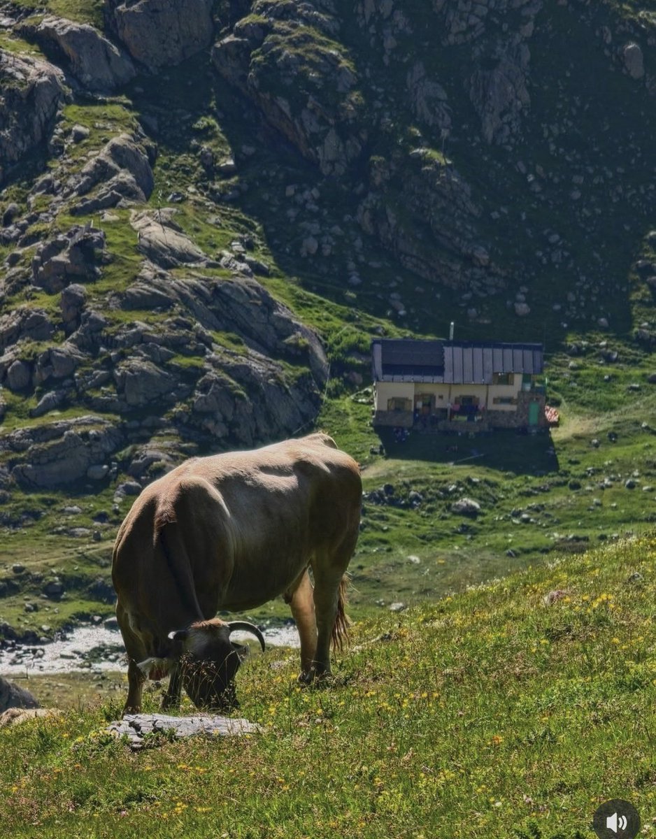 ricardrigall's tweet photo. Les vaques, com a casa a Coma de Vaca. #comadevaca #refugicomadevaca #pnterfreser #queralbs #ripollès https://t.co/FPJQqGJDXN