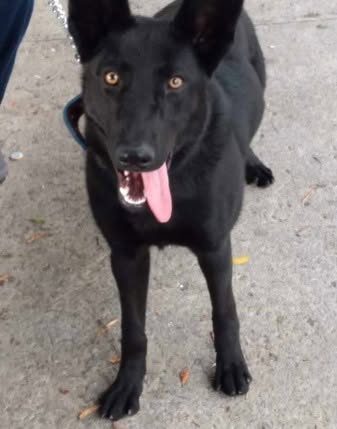 JCarlos_Valerio's tweet photo. #ServicioSocial|| Solicitamos su ayuda para localizar a "Pantera" se extravió en la Avenida Las Torres y Nacional. Si lo has visto, favor de comunicarse al 222 893 7750. 

#Puebla https://t.co/ImiHrdnnxH