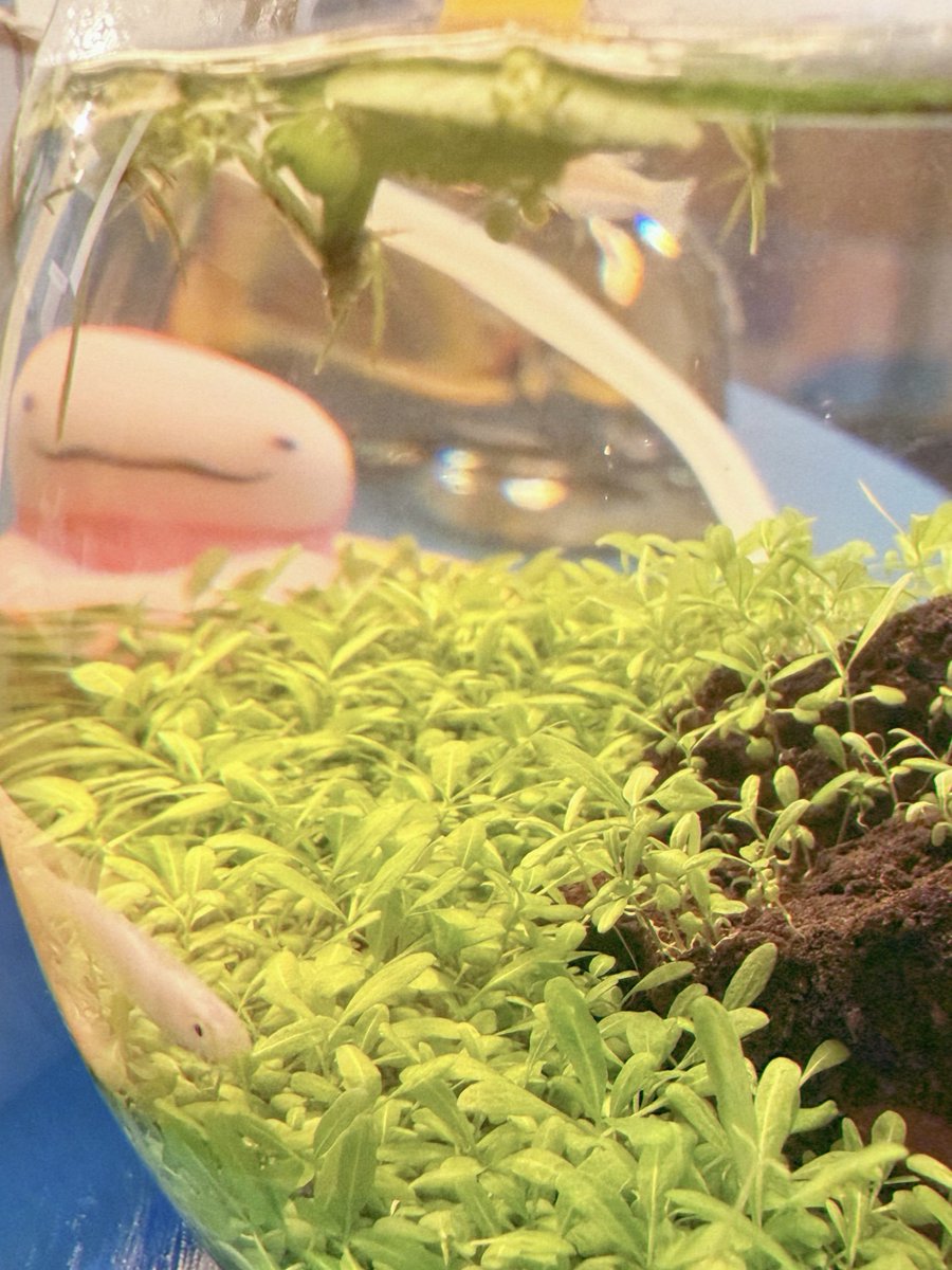 pocorochallenge's tweet photo. 🐟 https://t.co/agKYEMfPQW