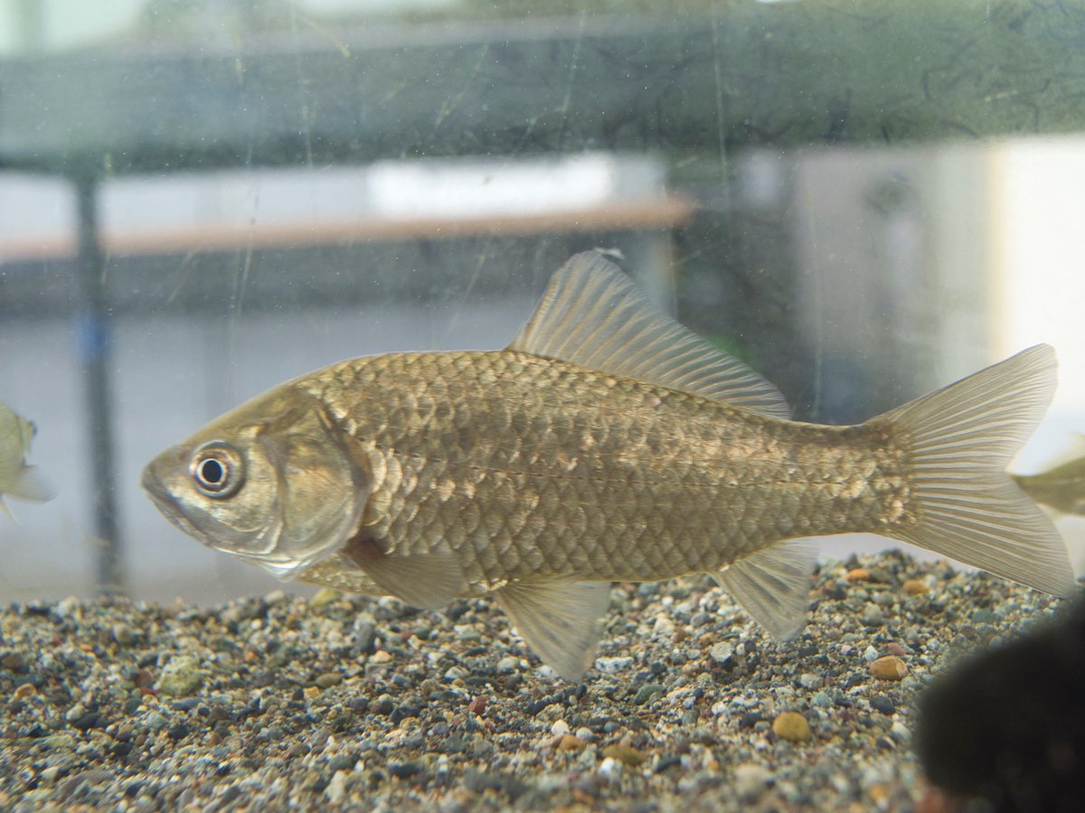 siancarp's tweet photo. 鬼怒水辺観察センターに行ってきました。
館内はコンパクトな自然観察施設ですが、鬼怒川水系の魚類展示があり、フナの姿も確認できました。
水槽で魚を見たあと、外に出ると実際の水辺環境も観察できるのが魅力ですね。
大きな水族館とは違った、地域の自然を学ぶ施設でした。 https://t.co/toPQNUcIsH