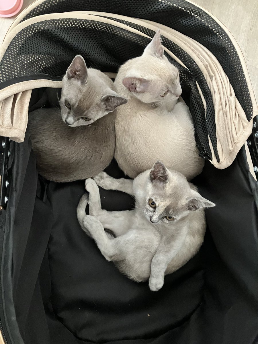 cath_hipwell's tweet photo. @Nustone_UK We love cats- here are our 3 additions- Valentina, Romeo and Amora. @chopefoster  @FrogTracy https://t.co/bVXNNvREoc