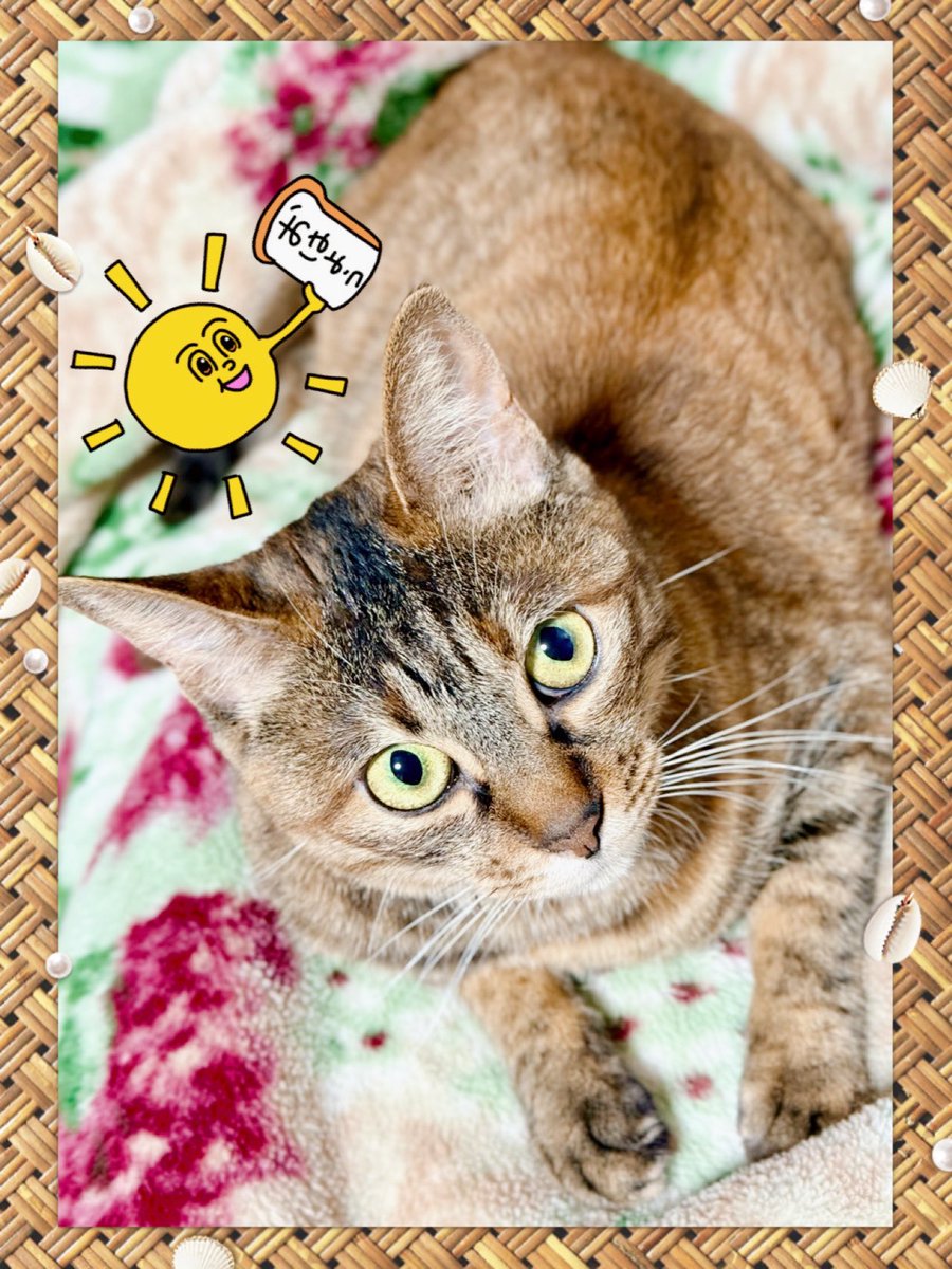 BELL_dokkan's tweet photo. おはようございます🌞

りゆに
サイヴァが闘気激化Ⅲ（精神）を閃きました
極意系よりは当たりでしょうか笑

現在のイベント期限も残り２日
途中からレイドマスに戻りましたがシリーズ一致エクフォを閃く事は叶わずにいます

おかげさまで好きなキャラ入れた編成が出来るってものだよね🐈💨

😹 https://t.co/proVRjBReJ