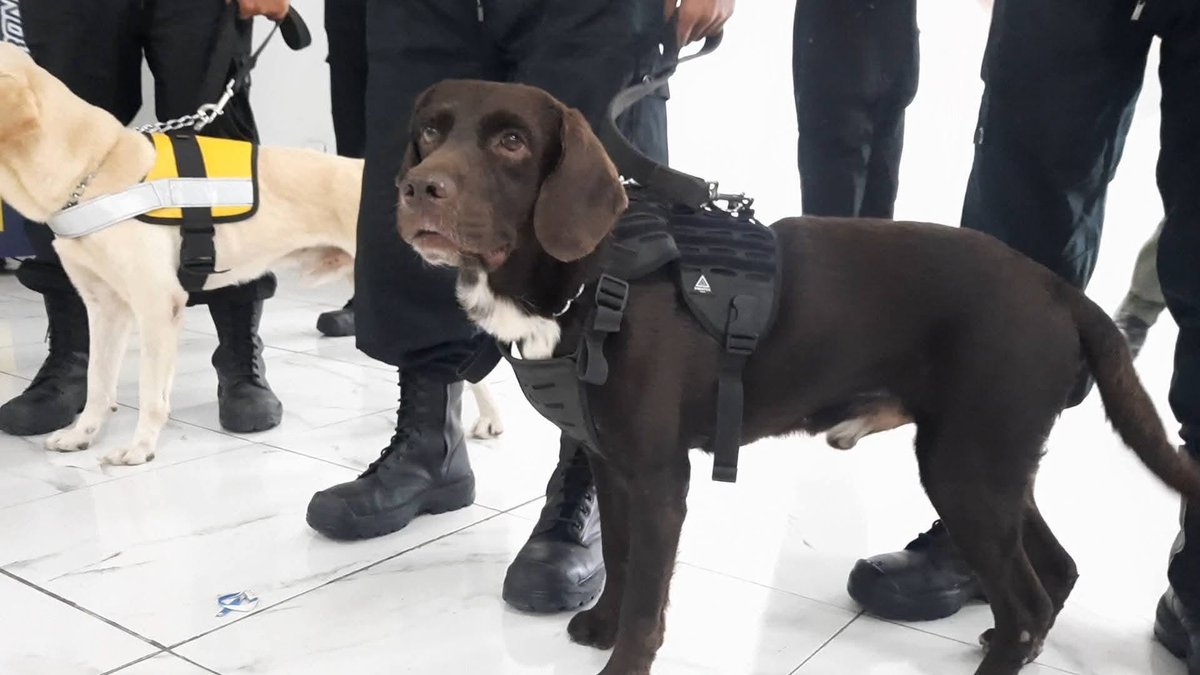 cadenagramonte's tweet photo. Sus nombres son Tito, Eva y Choco. No entienden de fronteras  solo de amor, lealtad y el noble instinto de salvar vidas.
Estos hermosos perros labradores cubanos ya están en terreno venezolano, listos para olfatear la esperanza entre las dificultades. 
 #Cuba #EstamosConVenezuela https://t.co/CUnntOJ7SV