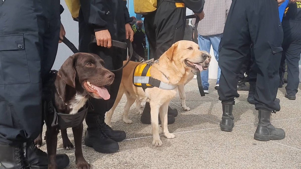 cadenagramonte's tweet photo. Sus nombres son Tito, Eva y Choco. No entienden de fronteras  solo de amor, lealtad y el noble instinto de salvar vidas.
Estos hermosos perros labradores cubanos ya están en terreno venezolano, listos para olfatear la esperanza entre las dificultades. 
 #Cuba #EstamosConVenezuela https://t.co/CUnntOJ7SV