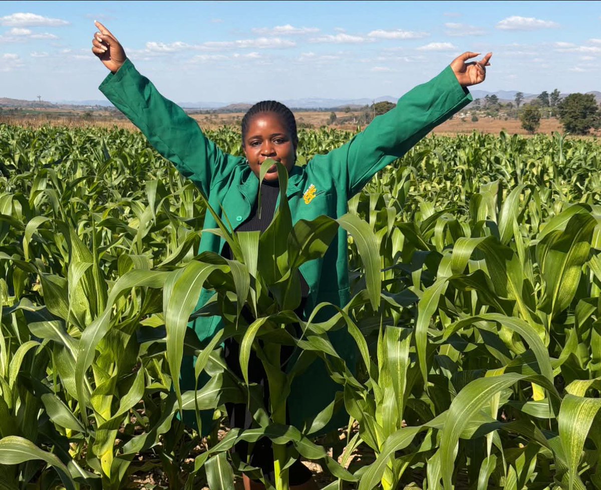 WendyMadzura's tweet photo. 📸🖼️🌽Diary of the AFRICAN AGRONOMIST, Sunday special #WinterGreen Mealies SC727

💡Tip:
Always treat ALL maize planted outside the main summer growing season which includes the maize that will be planted during or post the winter season with a seed dressing to manage MAIZE STREAK VIRUS.

Contact Agrochemical specialist for available options

#GoodAgronomicPractices