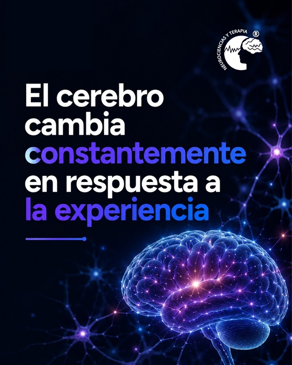 dradgaxiola's tweet photo. El cerebro puede reorganizarse y adaptarse gracias a la neuroplasticidad. 🧠
 La terapia y los hábitos saludables también generan cambios cerebrales.
 
 https://t.co/mpdykIIE9k

#NeurocienciasyTerapia #Neuroplasticidad #Neurociencia #SaludMental #EstimulaciónCognitiva https://t.co/Stca2RIJpN