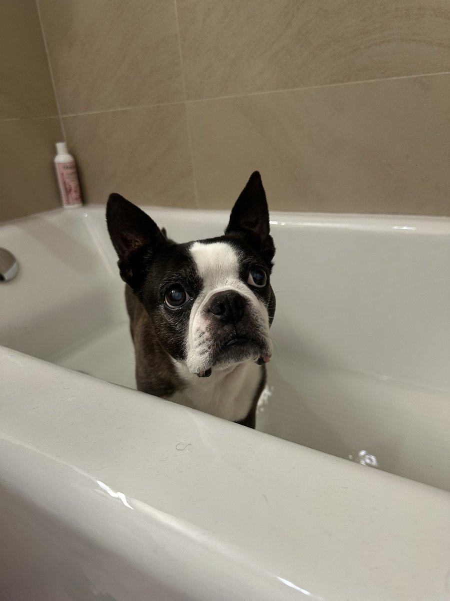 KrayTrain's tweet photo. friends in nyc please keep your dogs inside as the weather gets hotter!!! snub nose dogs like frenchies, boston terriers and pugs literally cannot survive extreme temperatures!! please keep them inside and only take them out for short walks during cooler temps! https://t.co/JQrCrNy2Km
