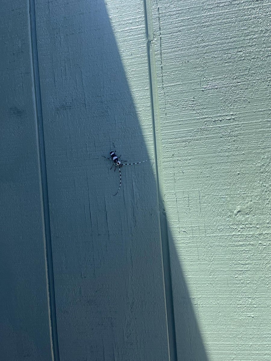 MTcarrie's tweet photo. Bug of the day. https://t.co/93LRWAZ2ja