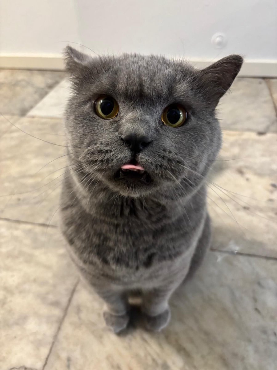 diederikdegroot's tweet photo. Volgers uit Leiden en omgeving! Willen jullie opletten of jullie deze lieve kat (van mijn oude studentenhuis) ergens zien? Ik hoop heel erg dat hij snel weer boven water komt. 

Delen als je veel volgers uit de Leidse regio hebt, mag natuurlijk ook https://t.co/Ui5URPVr20