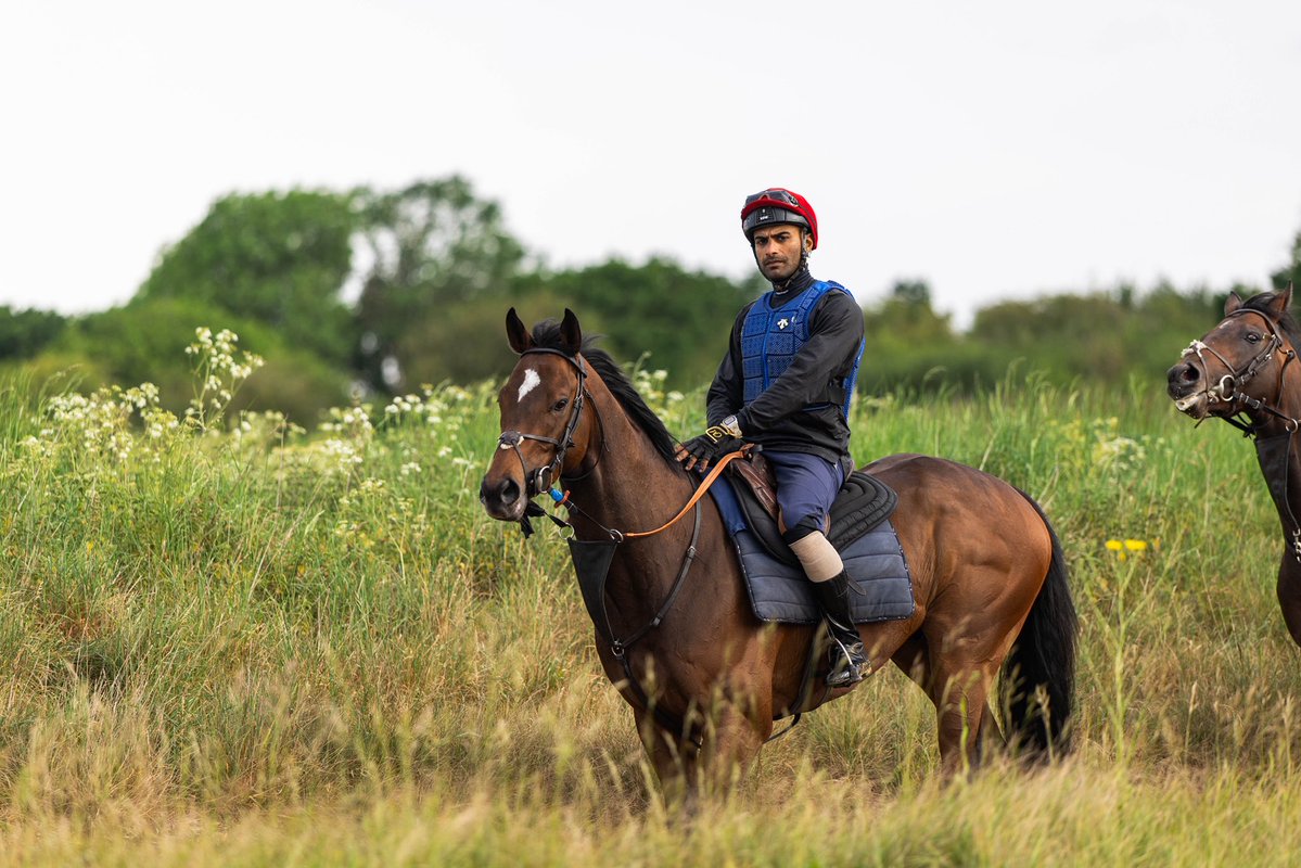 ChannonRacing's tweet photo. Another summer morning at West Ilsley complete 🌾🐎

#JackChannonRacing https://t.co/0scz9X9uM7