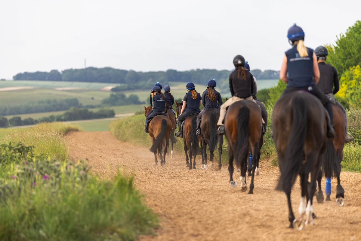 ChannonRacing's tweet photo. Another summer morning at West Ilsley complete 🌾🐎

#JackChannonRacing https://t.co/0scz9X9uM7