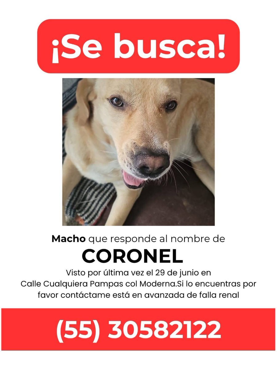 Carlatoledano's tweet photo. Lo han visto @inakimanero @MascotasSismo @mascotamx @RefugiOceaniCAN @FundacionToby https://t.co/dDGjauaPYj
