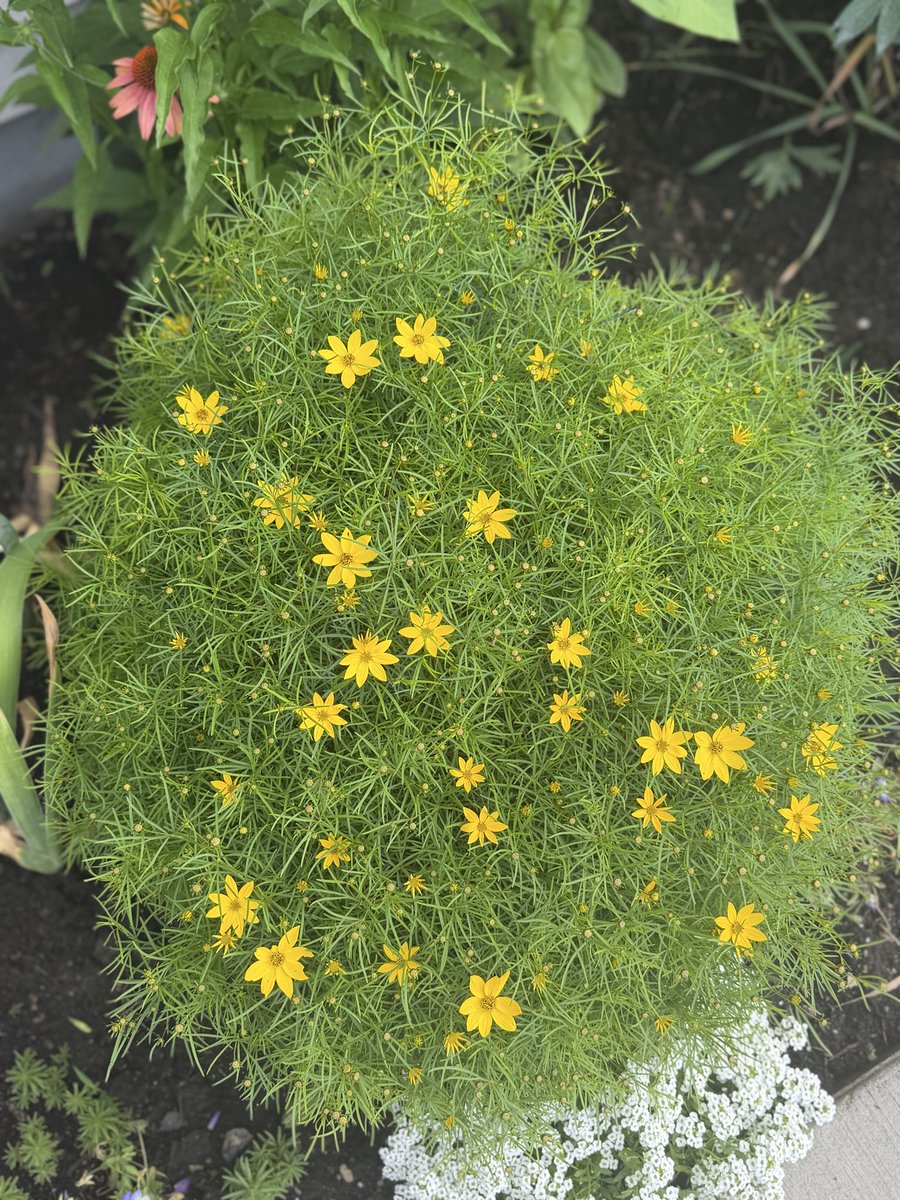 dawn_gillman's tweet photo. My momโs flowers ๐บ are so beautiful, some go back to my Great grandma Haag. Love how they keep coming back summer after summer and the beautiful birds and bees that pollinate them ๐โค๏ธ #summerinMN https://t.co/GDGCDYRIIh