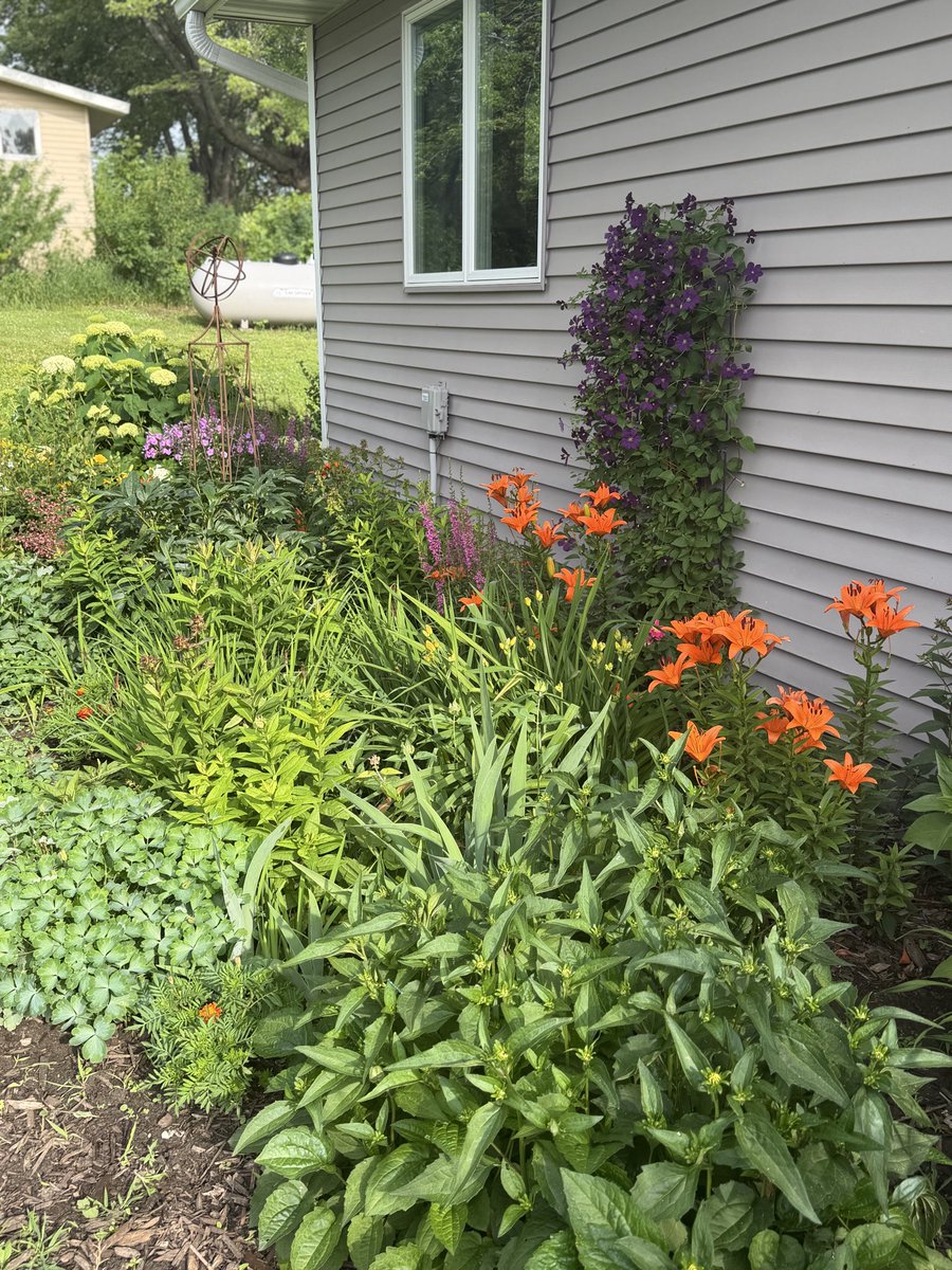 dawn_gillman's tweet photo. My momโs flowers ๐บ are so beautiful, some go back to my Great grandma Haag. Love how they keep coming back summer after summer and the beautiful birds and bees that pollinate them ๐โค๏ธ #summerinMN https://t.co/GDGCDYRIIh