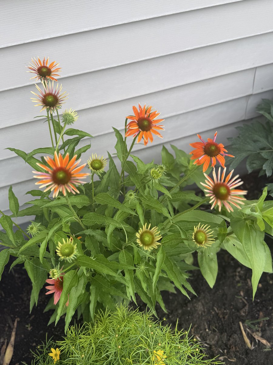 dawn_gillman's tweet photo. My momโs flowers ๐บ are so beautiful, some go back to my Great grandma Haag. Love how they keep coming back summer after summer and the beautiful birds and bees that pollinate them ๐โค๏ธ #summerinMN https://t.co/GDGCDYRIIh