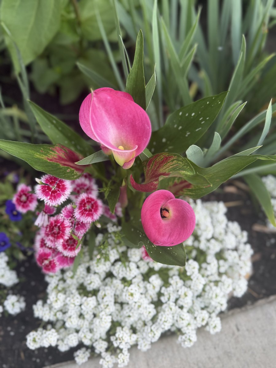dawn_gillman's tweet photo. My momโs flowers ๐บ are so beautiful, some go back to my Great grandma Haag. Love how they keep coming back summer after summer and the beautiful birds and bees that pollinate them ๐โค๏ธ #summerinMN https://t.co/GDGCDYRIIh
