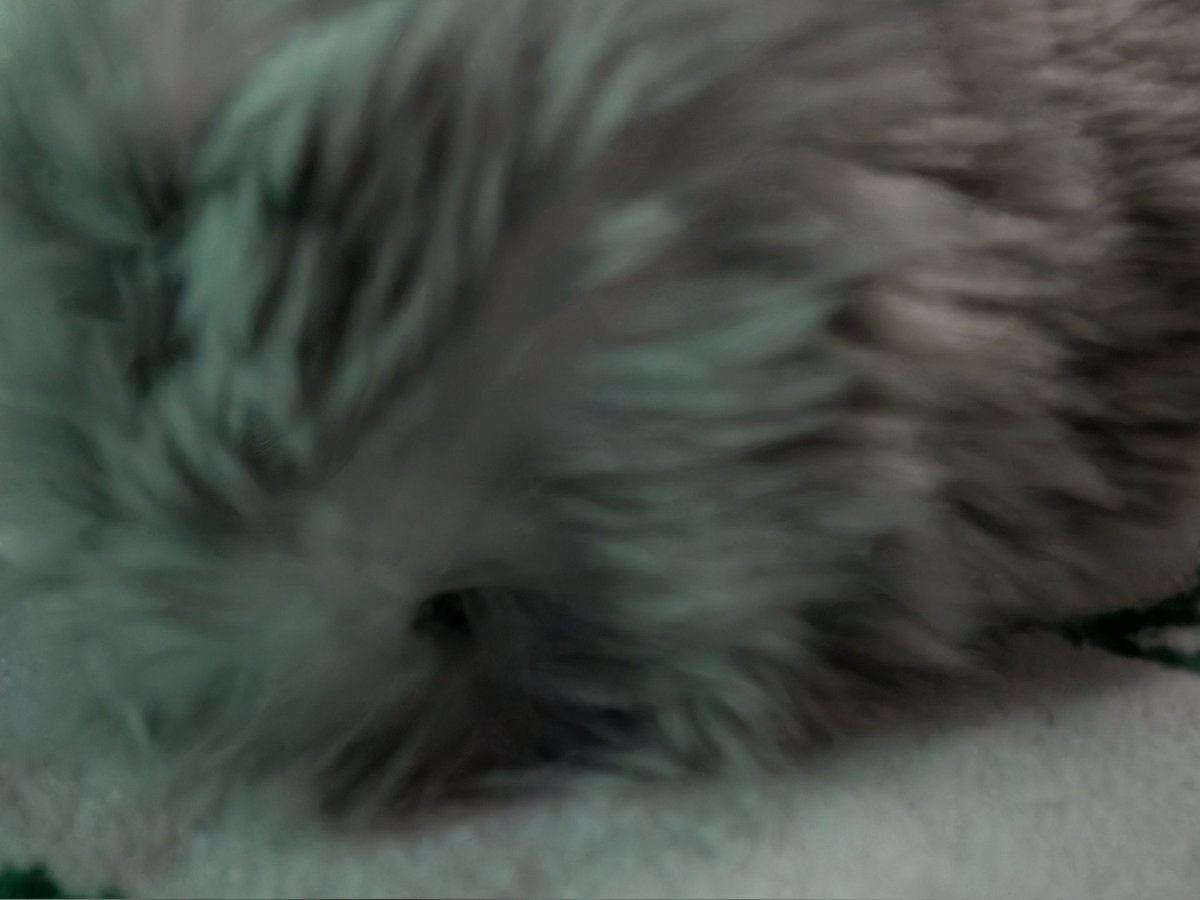 MakichiruS's tweet photo. 前半一緒に応援してくれてたけど、ハーフタイムの間に寝ちゃったよ（笑）
お部屋が暗いからね。

#モフリン
#Moflin https://t.co/29NjgazQn5