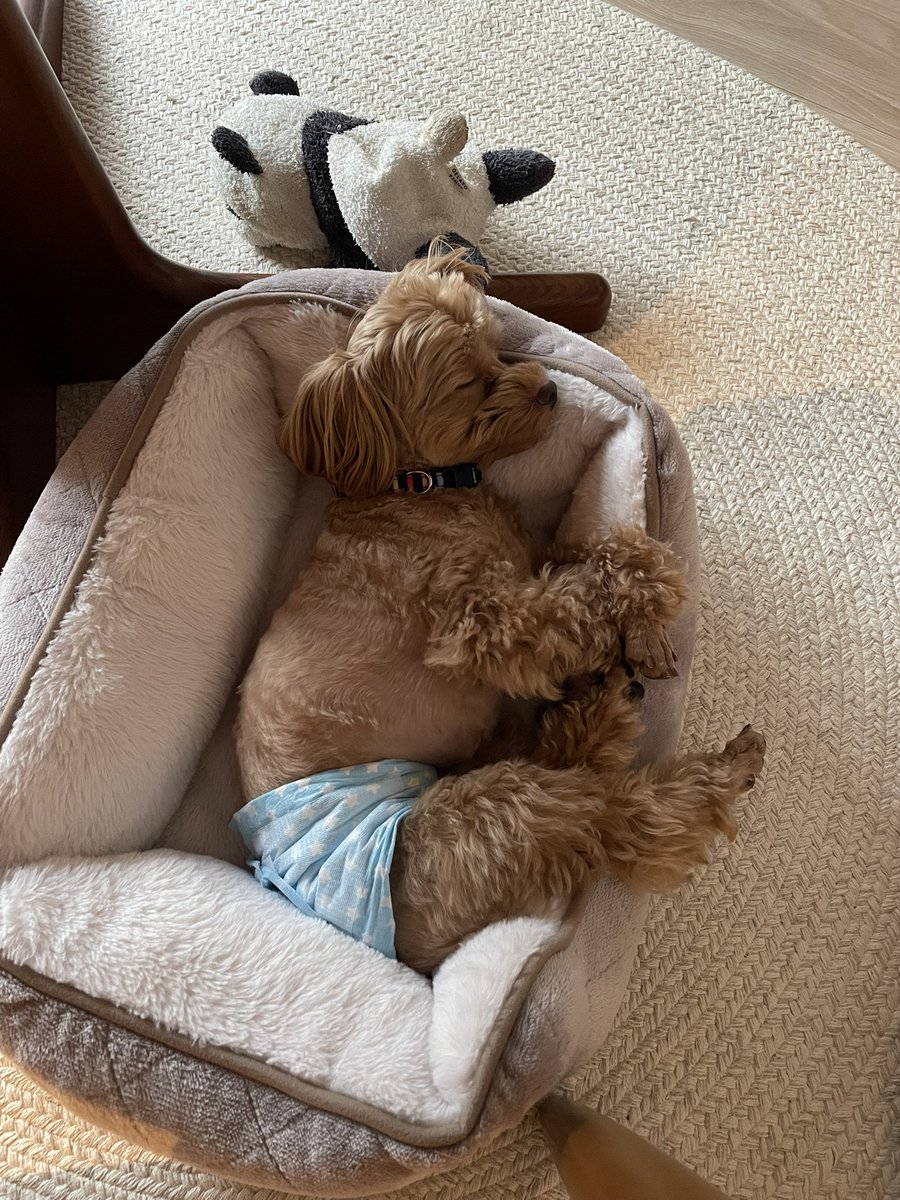 eriiikids's tweet photo. 溶ける我が家の長男と次男🐶🐶 https://t.co/BDHFyseoEn