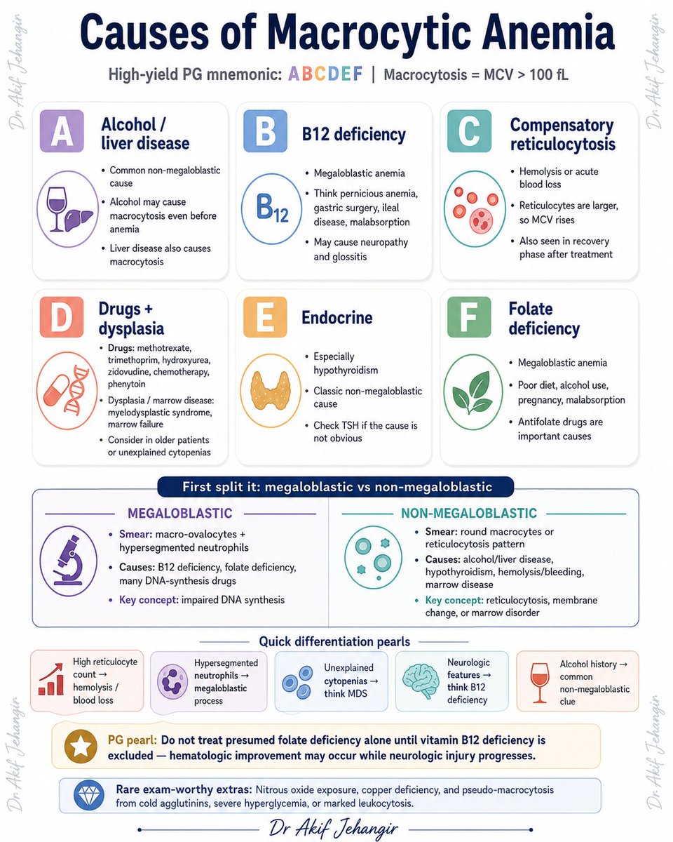 pgMedicine's tweet photo. Macrocytic Anemia Made Easy: ABCDEF

Macrocytosis is not just B12 or folate deficiency.
Use ABCDEF to recall the major causes, then separate them into megaloblastic and non-megaloblastic patterns for faster clinical reasoning. https://t.co/jcxrUskPSG