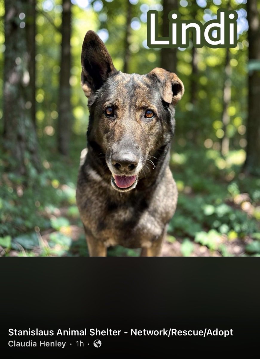 luv2laugh12's tweet photo. Please keep sharing Lindi! 🙏
She is not safe yet. 
Extended to Tuesday 6/30 at 6:30 a.m.
At SASA in Modesto, CA.

Can anyone foster or adopt? There are rescues interested in helping you save her. Out of state adoptions are an option as well which can be facilitated through a rescue.