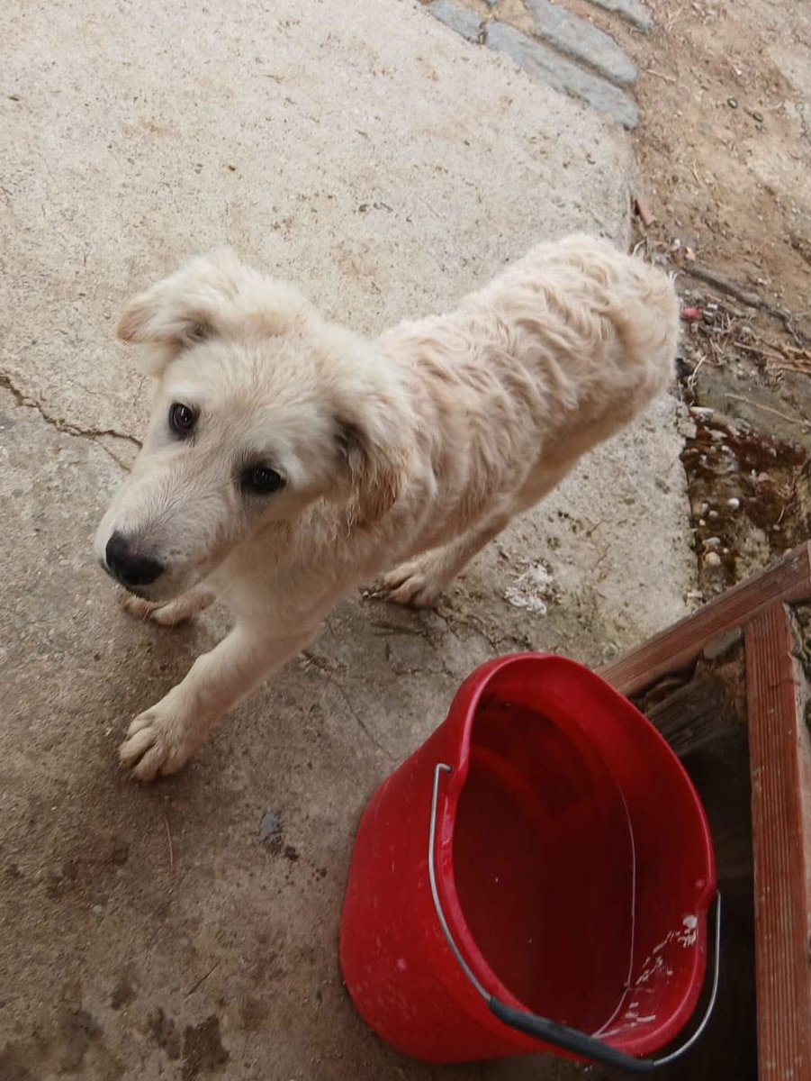 FiorellaArcodi1's tweet photo. 🐾 Pongo e Peggy hanno 4 mesi e cercano una famiglia che possa amarli per sempre ❤️

Sono due cuccioli dolcissimi, futura taglia media. Si trovano in provincia di En

Saranno affidati vaccinati e microchippati.

Per informazioni e adozione contattare 320 215 4585 (WhatsApp) 🐶 https://t.co/4sOrxuLr62