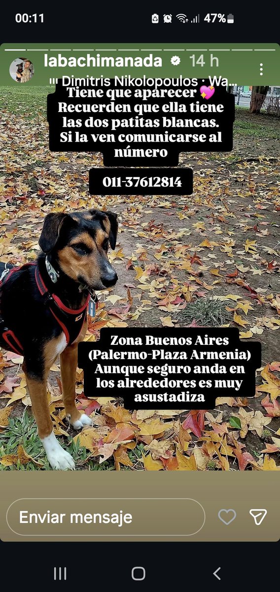 Ye94316774's tweet photo. Difundir para ayudar a @labachimanada ellos la rescataron y la dieron en adopción, lamentablemente por un accidente se perdió en la zona de palermo 🙏 están buscándola. Si saben o la vieron tienen el número en la imagen
Gracias 🫂 https://t.co/pR65ndyOrB