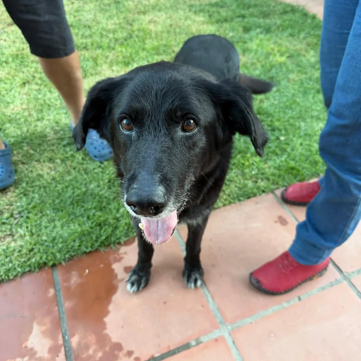 SosAbuelos1's tweet photo. #ASTURIAS
Esta belleza de 24 kg y 10 años es #GITANA.

Su vida no fue fácil; toda su vida atada

Se lleva genial con gatos y perretes

Tiene leishmania y una afección cardíaca, para lo que toma medicación,

Busca una casa; la necesita...

Contacto: espertaranimal@gmail.com https://t.co/gGThwyFOeN