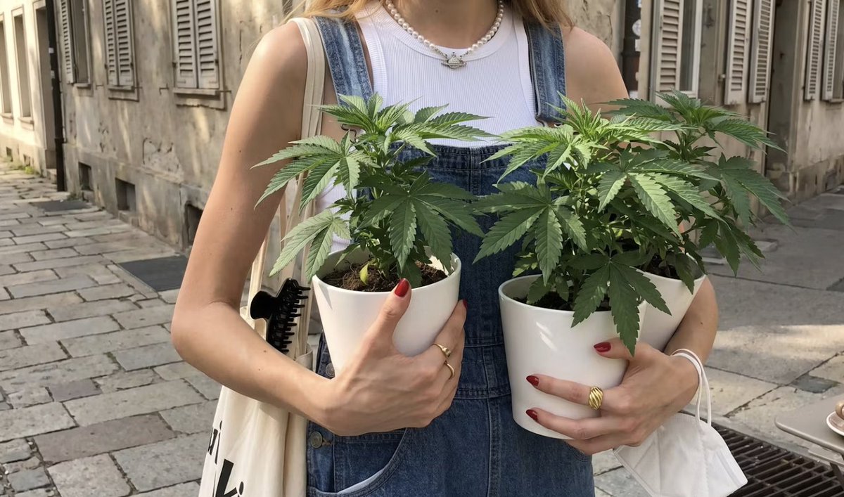 Herbworthy's tweet photo. Where are our home growers at 👀🌿

🌱 Yes, 📦 No 
🤔 Thinking about starting https://t.co/FacJUGPQxs