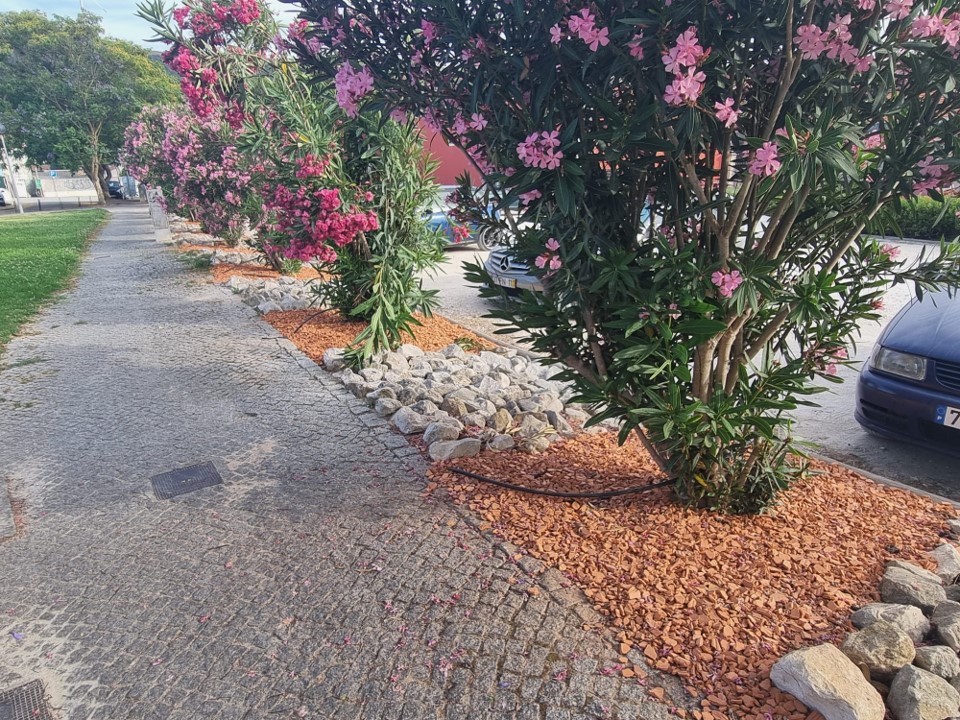 JFBucelas's tweet photo. A Junta de Freguesia de Bucelas procedeu à colocação de brita de tijolo nas caldeiras de floreiras e árvores na Rua Centenário da República, junto ao parque de estacionamento do Museu da Vinha e do Vinho, em Bucelas. https://t.co/khbEPywziN
