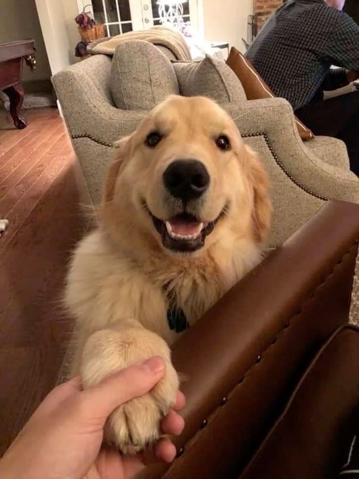 puppiesDoglover's tweet photo. https://t.co/BWWHOxUgMd