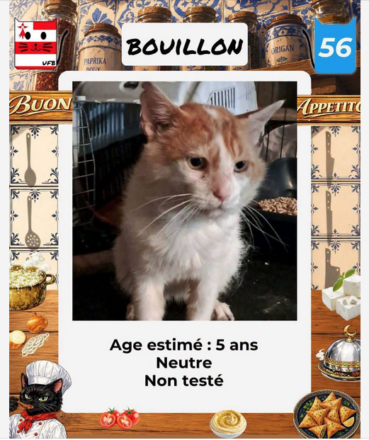 _BethsabeeB_'s tweet photo. Dernier message d'UFB, à tous ceux qui suivent fidèlement @justineducern un chat reste qui attend qu'on sauve sa vie. Il a un visage si doux, pouvez-vous le RT, une famille l'attend quelque part. Bouillon est hors délai. Gardons l'espoir.
@incanter  @BzhSulyvan @Loovenelle https://t.co/2EzuuwKWxj