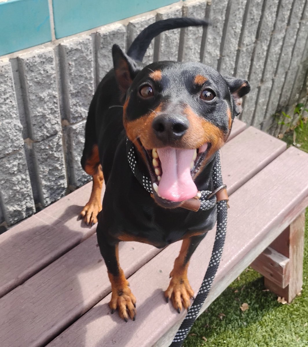 TVARtweets's tweet photo. FOSTER or FOSTER-TO-ADOPT HOME NEEDED FOR CHIP!

If you have experience with dogs and live in the Dublin, CA area, we need a foster home for CHIP. 

Fill out the Fostering Application Form here: https://t.co/o67fOAYFpl https://t.co/Sfpy4I9FtP