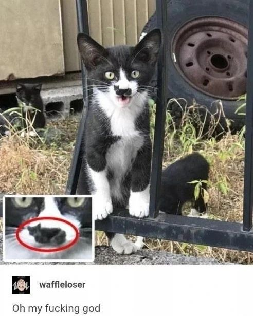 PunchingCat's tweet photo. https://t.co/e7TU54YWxF