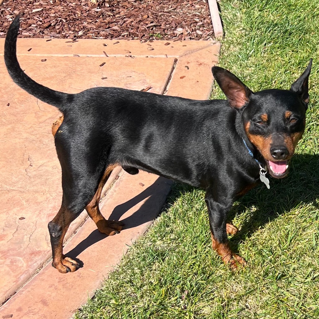 TVARtweets's tweet photo. FOSTER or FOSTER-TO-ADOPT HOME NEEDED FOR CHIP!

If you have experience with dogs and live in the Dublin, CA area, we need a foster home for CHIP. 

Fill out the Fostering Application Form here: https://t.co/o67fOAYFpl https://t.co/Sfpy4I9FtP