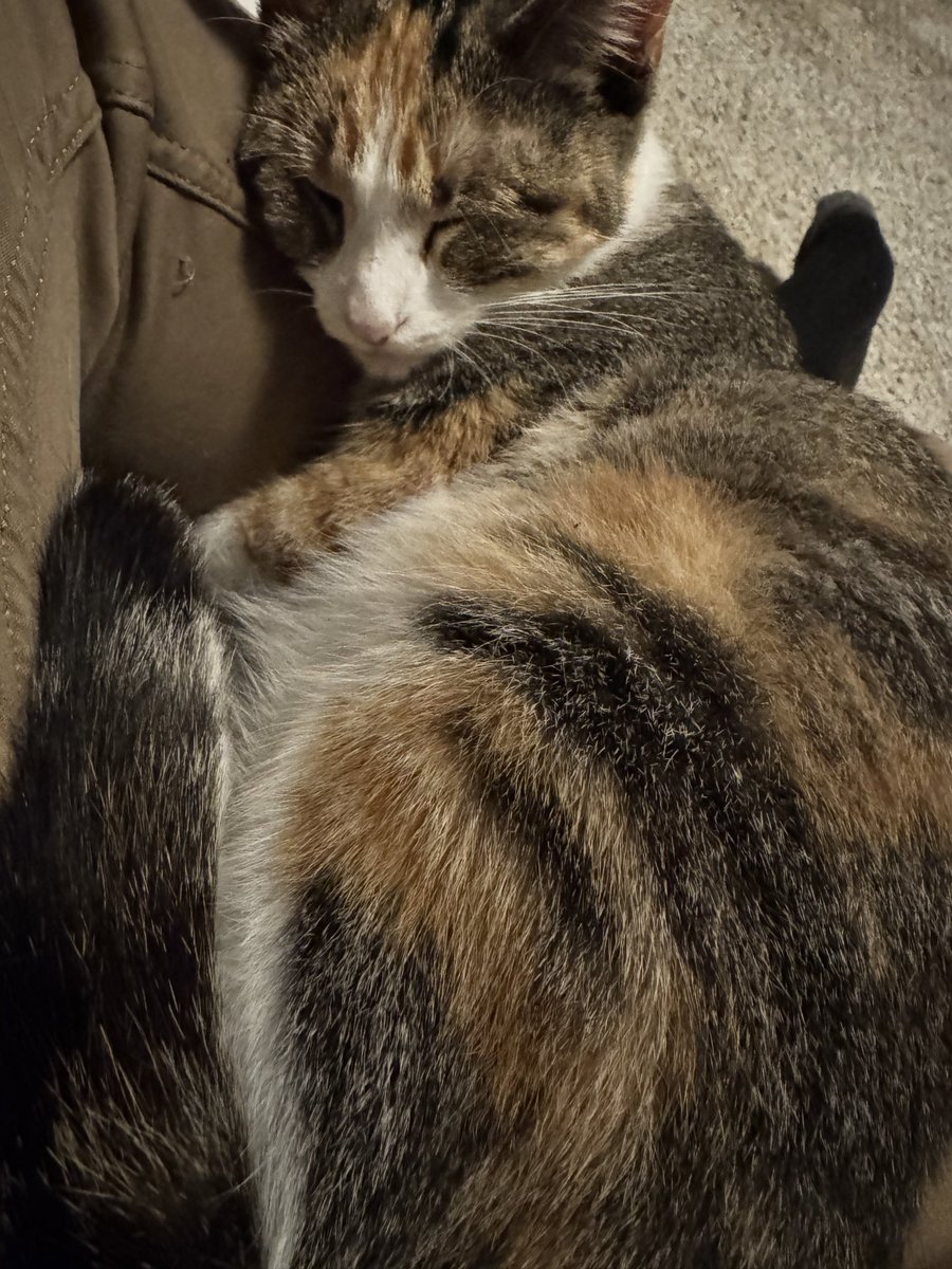 cu11theweak's tweet photo. @teleportina unproductivity cat https://t.co/70dwaEleZ5