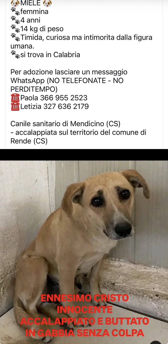 FiorellaArcodi1's tweet photo. Aiutiamo questa triste creatura https://t.co/qkV4GZwhbk