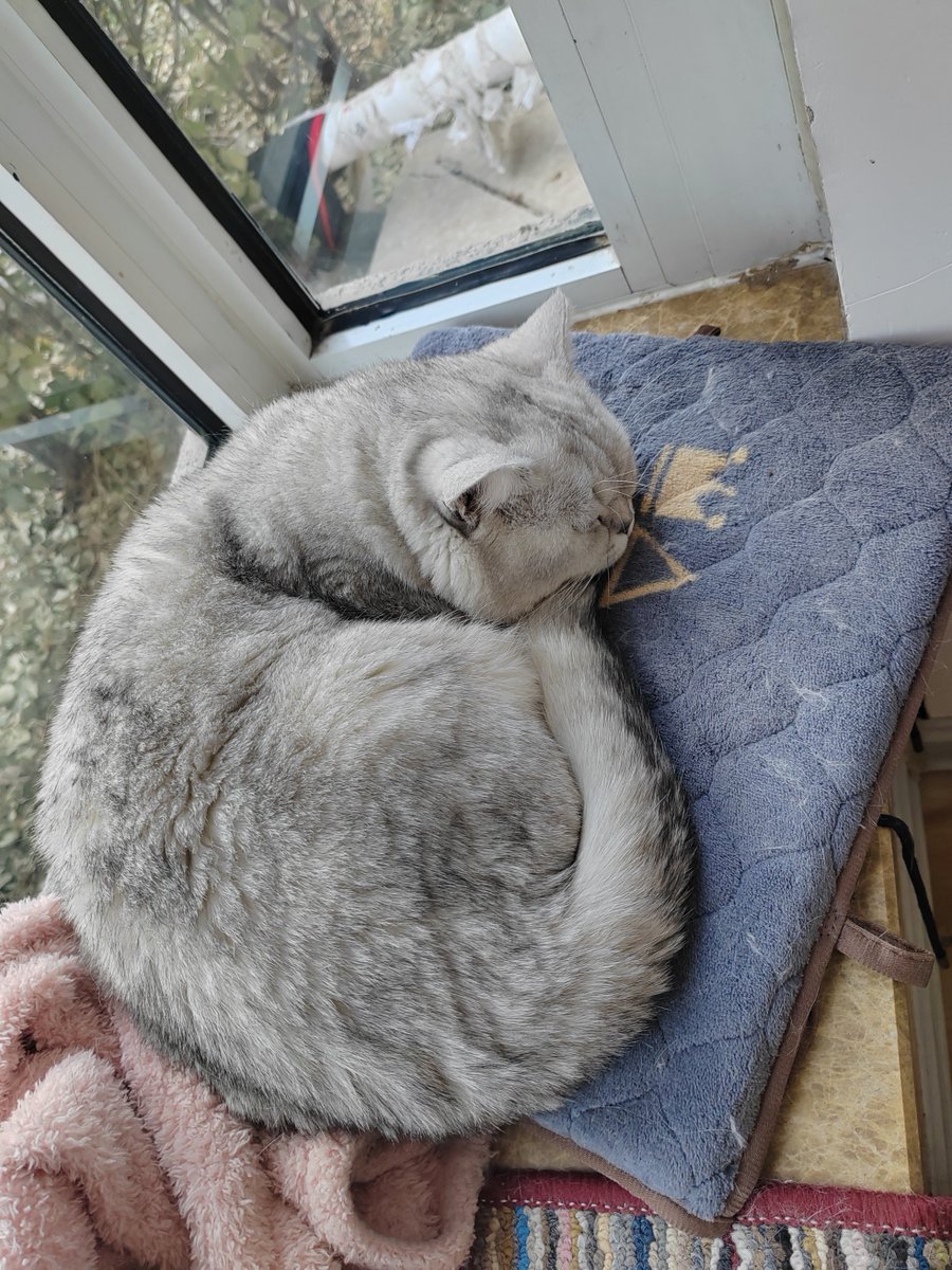 taltaljoy's tweet photo. Nothing beats coming home to a wagging tail and a warm purr — this fluffy friend makes every ordinary day feel like a celebration. https://t.co/Ock7rWRLj3