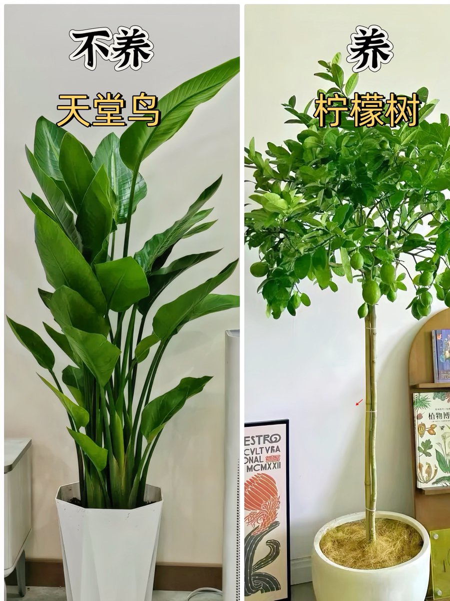 hedda32006's tweet photo. Pro tip for your pothos! Let its soil dry completely before watering, then give it a good soak. No soggy roots = happy, leafy vines that brighten any space.  #PlantCareTips https://t.co/1DFmyzz3da