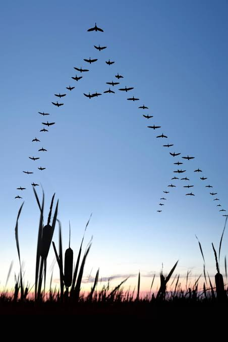 GustavoAdolf_'s tweet photo. Los gansos vuelan formando una "V" porque cuando cada pájaro bate sus alas, produce un movimiento en el aire que ayuda al ganso que va detrás de él. Cuando el líder de los gansos se cansa, se pasa a uno de los puestos de atrás y otro ganso toma su lugar. Los gansos que van detrás producen un sonido propio, y hacen esto con frecuencia para motivar a los que van adelante a mantener la velocidad. Cuando un ganso enferma, dos de sus compañeros se salen de la formación y lo siguen para ayudar y protegerlo. Se quedan con él hasta que esté nuevamente en condiciones de volar o hasta que muere. La vida no se trata de sobresalir individualmente, sino de trabajar en equipo.  
La naturaleza nos demuestra que el individualismo extremo es ineficiente. Los gansos entienden perfectamente que para llegar lejos, se necesita del otro, compartiendo el esfuerzo, alentando desde atrás y no dejando a nadie abandonado en el camino. Es, sin duda, una de las mejores lecciones de solidaridad que podemos aplicar en nuestras vidas, familias y equipos de trabajo.