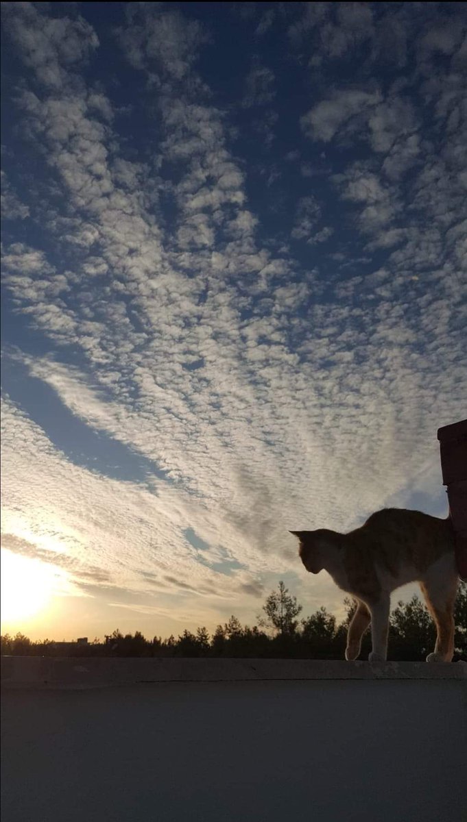 YS13401340's tweet photo. Herkes anlamak istediği gibi anlayacak seni. 

İyi geceler 🌼☘ https://t.co/D94zyGCpja